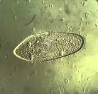 Инфузория - туфелька разведение в домашних условиях